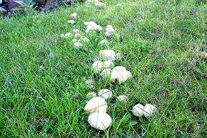 Pilze auf Rasenfläche