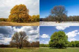Die vier Jahreszeiten Baum und Rasen - Rasen erneuern
