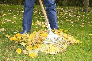 Mann beim Blätter zusammenharken - auch das ist Rasenpflege